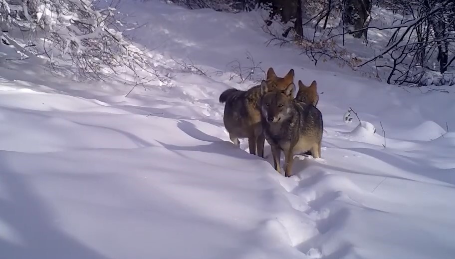 Uludağ’daki kurtlar fotokapana böyle takıldı
