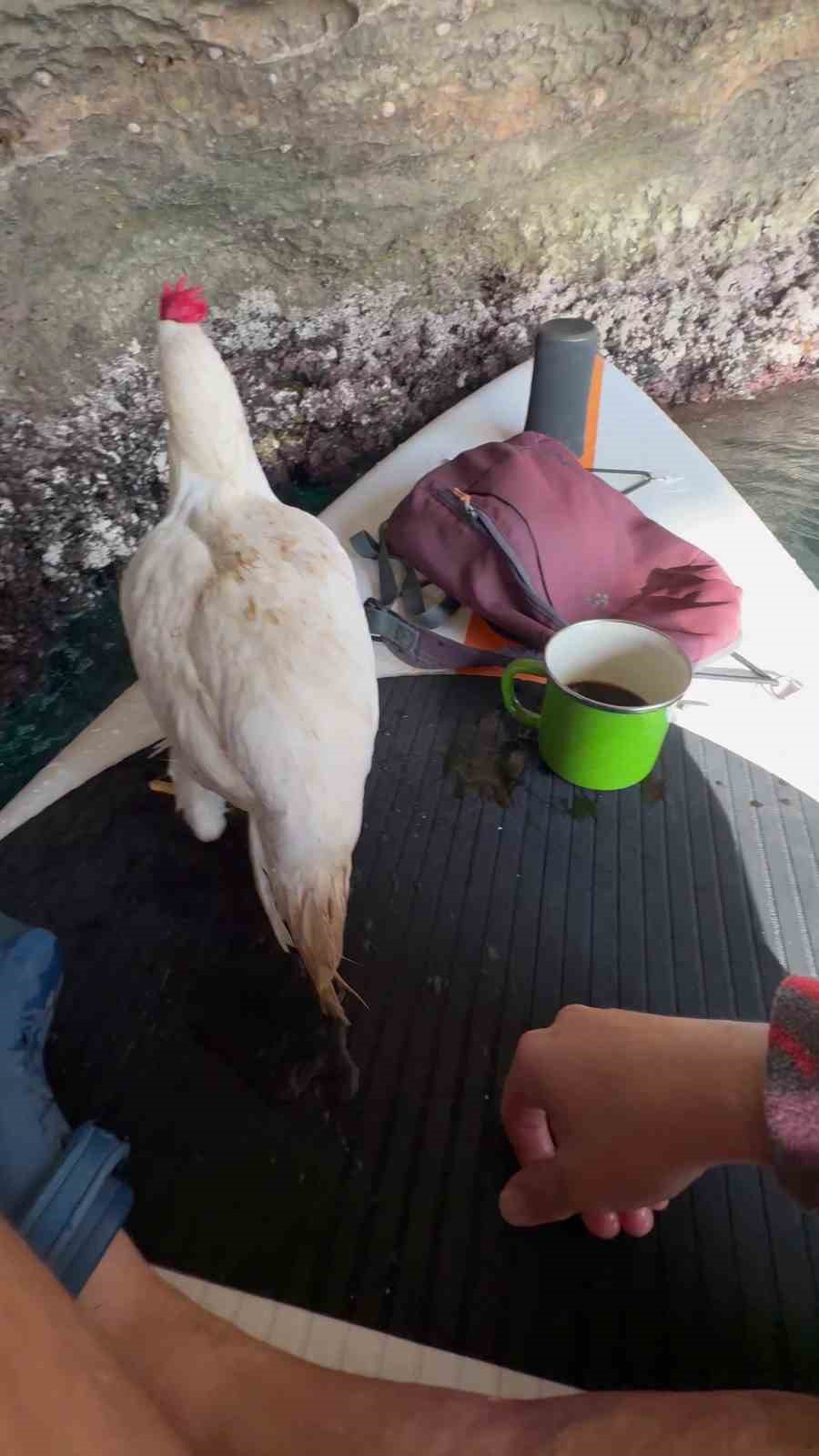 Falezlerden düşen tavuğu denizden kurtarıp sahiplendi, şimdi yanından ayrılmıyor
